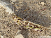 Oedalus decorus