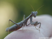 Dictyoptera et Phasmatodea 