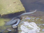 Hierophis viridiflavus, Couleuvre verte et jaune