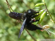 Xylocopa sp.