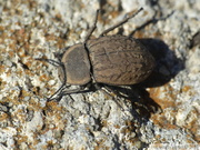 Asida sabulosa