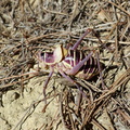 Ephippiger diurnus, Ephippigère des vignes, mâle