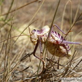 Ephippiger diurnus, Ephippigère des vignes, mâle