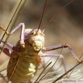 Ephippiger diurnus, Ephippigère des vignes, mâle