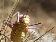 Ephippiger diurnus, Ephippigère des vignes, mâle