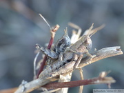 Pezotettix giornae, couple