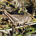 Platycleis sabulosa