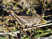 Platycleis sabulosa