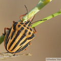 Graphosoma semipunctatum