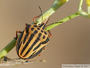 Graphosoma semipunctatum