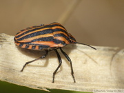 Graphosoma italicum