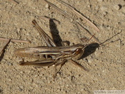 Euchorthippus elegantulus