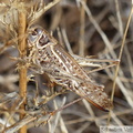 Decticus albifrons, femelle