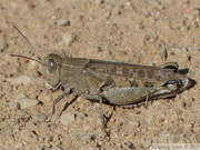 Calliptamus barbarus