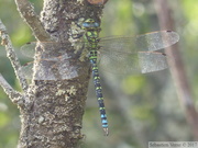 Aeshna cyanea