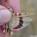 Oedalus decorus, ailes postérieures