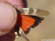 Oedipoda germanica, ailes postérieures