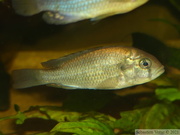 Haplochromis sp. "Hippo Point Salmon", femelle