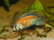 Haplochromis sp. "Hippo Point Salmon", mâle