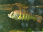 Haplochromis sp. "Tomato", vieux mâle