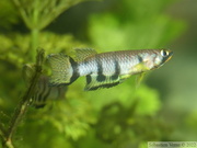 Epiplatys dageti