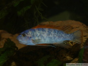 Labeotrpheus trawavasae Thumbi West, mâle OB bleu