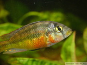 Haplochromis sauvagei 'Makobe', mâle