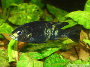 Haplochromis chromogynos 'Zue Island' femelle