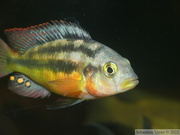 Haplochromis sauvagei 'Makobe', mâle