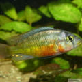 Haplochromis sauvagei 'Makobe', mâle
