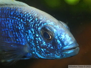 Sciaenochromis fryeri 'Liuli', mâle âgé de ~4 ans et demi