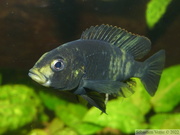 Haplochromis chromogynos 'Zue Island' femelle