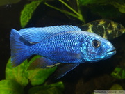 Sciaenochromis fryeri 'Liuli', mâle âgé de ~4 ans et demi