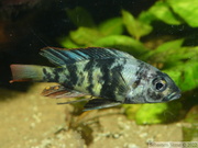 Haplochromis chromogynos 'Zue Island'