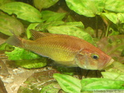 Haplochromis orthostoma, vieux mâle dominant