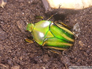 Eudicella schultzeorum, femelle