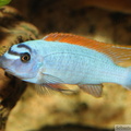 Labeotropheus trewavasae "Thumbi West", mâle