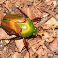 Eudicella morgani, mâle