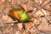 Eudicella morgani, mâle