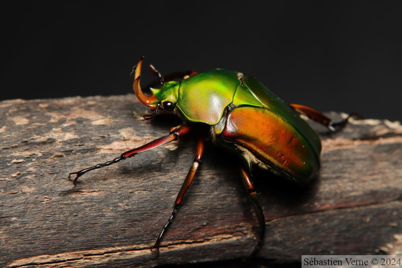 Eudicella morgani, mâle