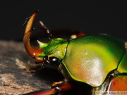 Eudicella morgani, mâle