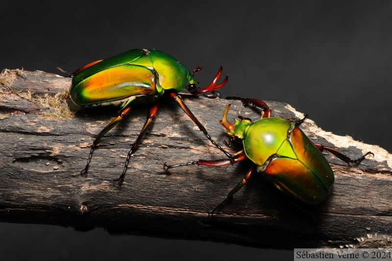 Eudicella morgani, mâles