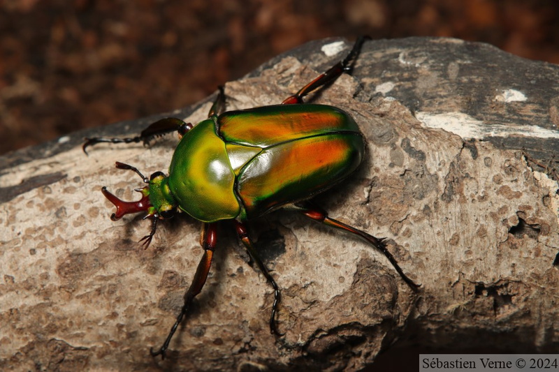 Eudicella morgani, mâle