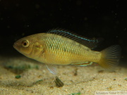 Pseudocrenilabrus sp. "Ruaha", mâle juvénile de 3cm