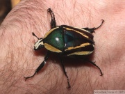 Dicronorrhina derbyana conradsi (forme vittata), originaire de l'île Ukerewe sur le lac Victoria, femelle