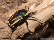 Dicronorrhina derbyana conradsi (forme vittata), originaire de l'île Ukerewe sur le lac Victoria, femelle