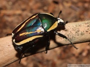 Dicronorrhina derbyana conradsi (forme vittata), originaire de l'île Ukerewe sur le lac Victoria, femelle