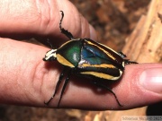 Dicronorrhina derbyana conradsi (forme vittata), originaire de l'île Ukerewe sur le lac Victoria, femelle