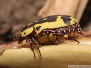 Pachnoda fissipuncta