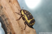 Pachnoda fissipuncta